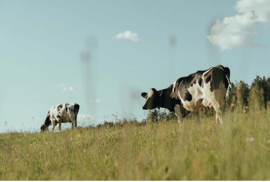 cow on grass
