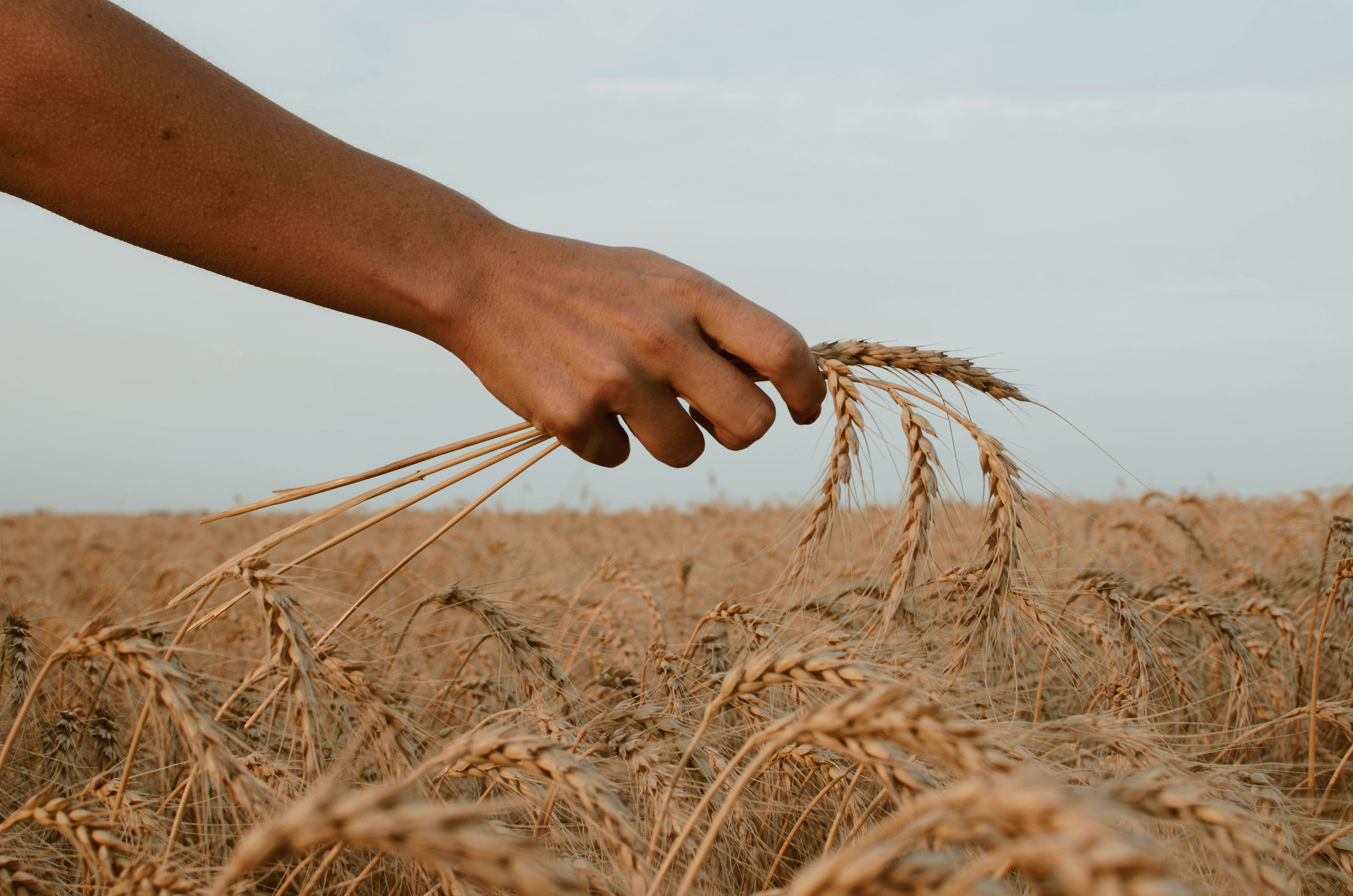 hand holding wheat